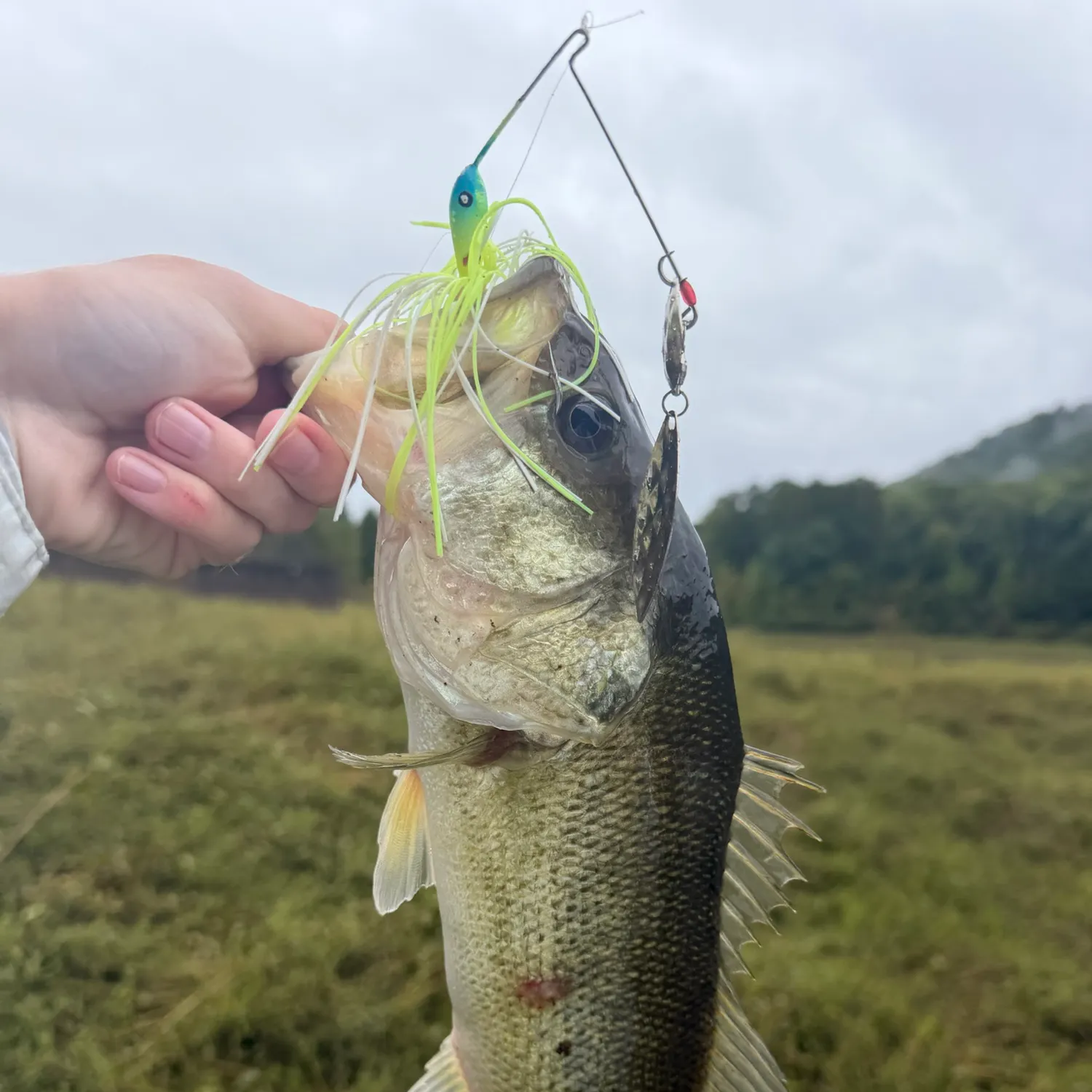 Largemouth bass caught on Fishbrain