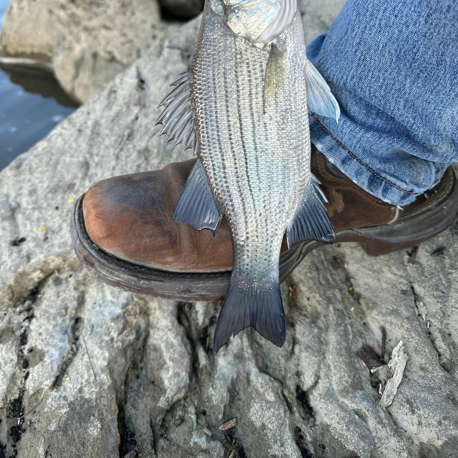 White bass caught on Fishbrain