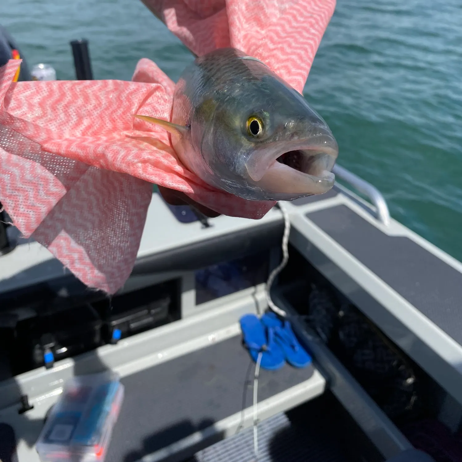 The most recent Eastern Australian salmon catches on Fishbrain