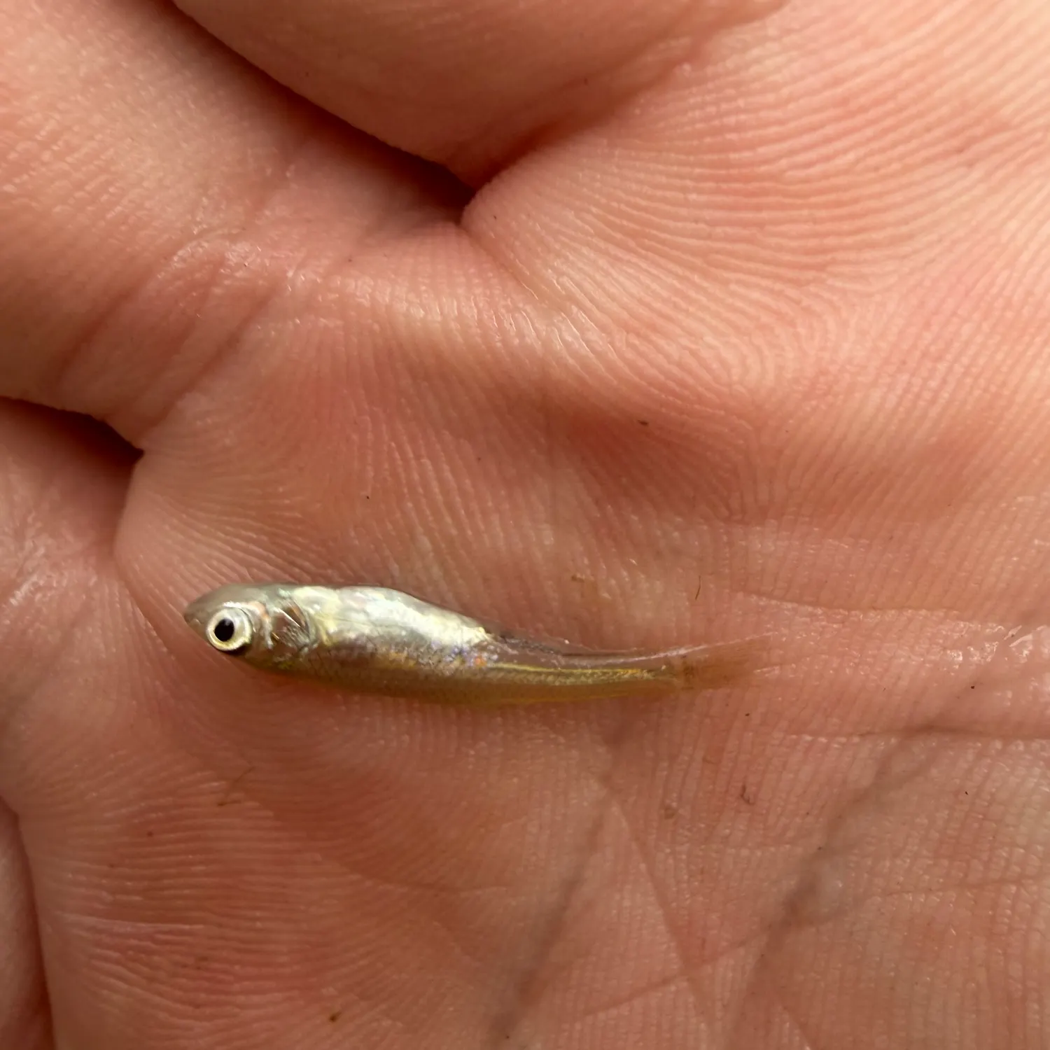 The most recent Inland silverside catches on Fishbrain