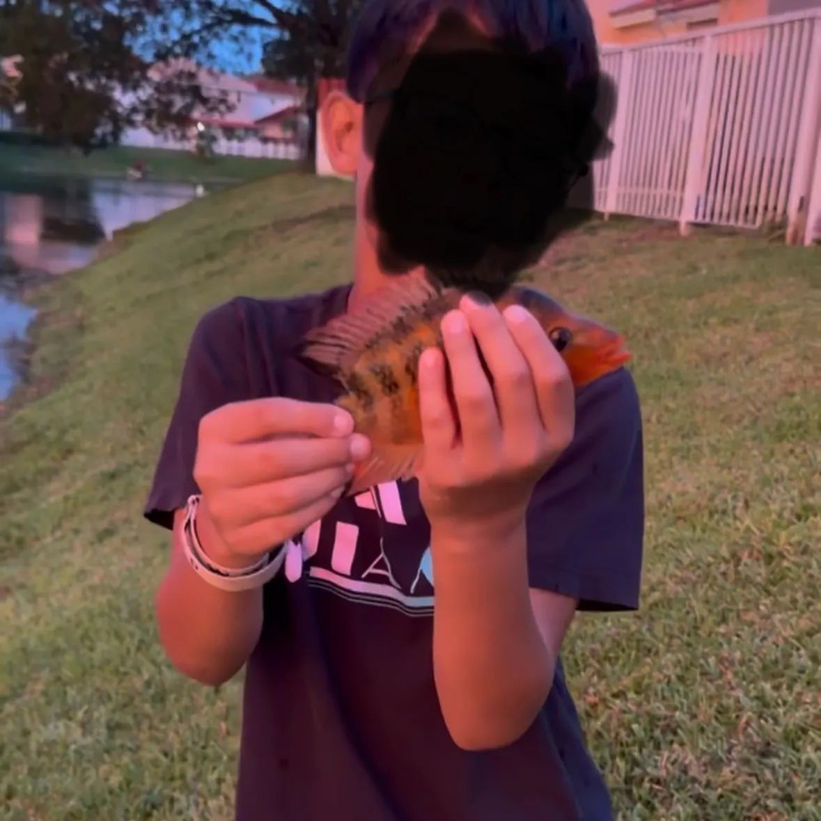 The most recent Midas cichlid catches on Fishbrain