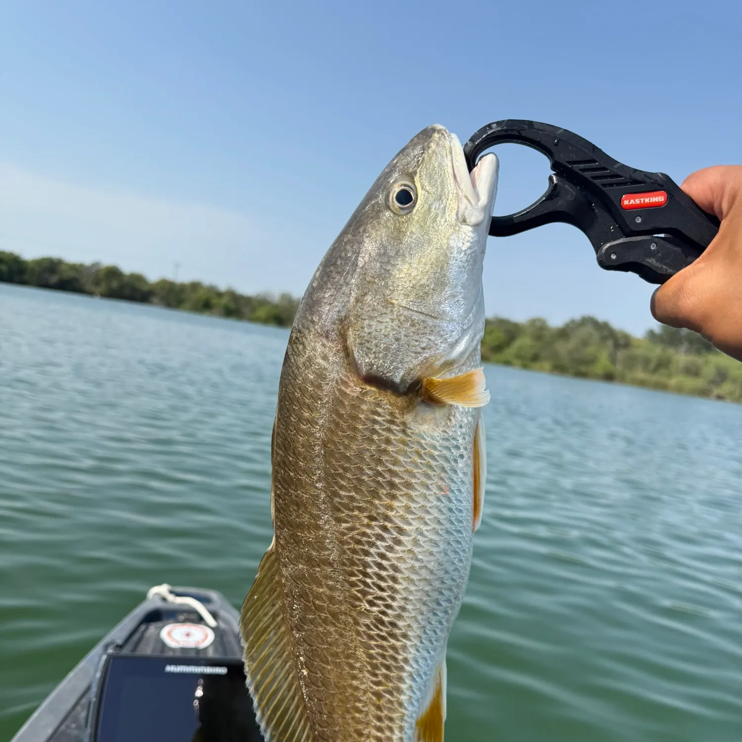 Red drum caught on Fishbrain