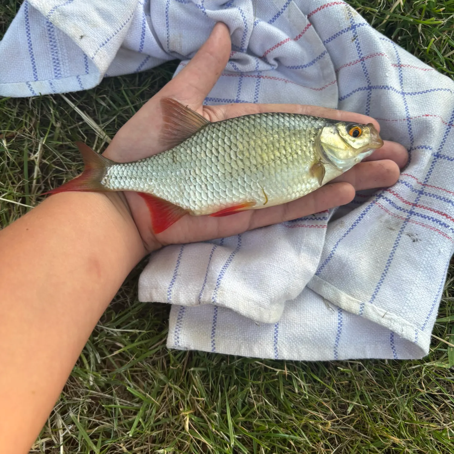 The most recent Common rudd catches on Fishbrain
