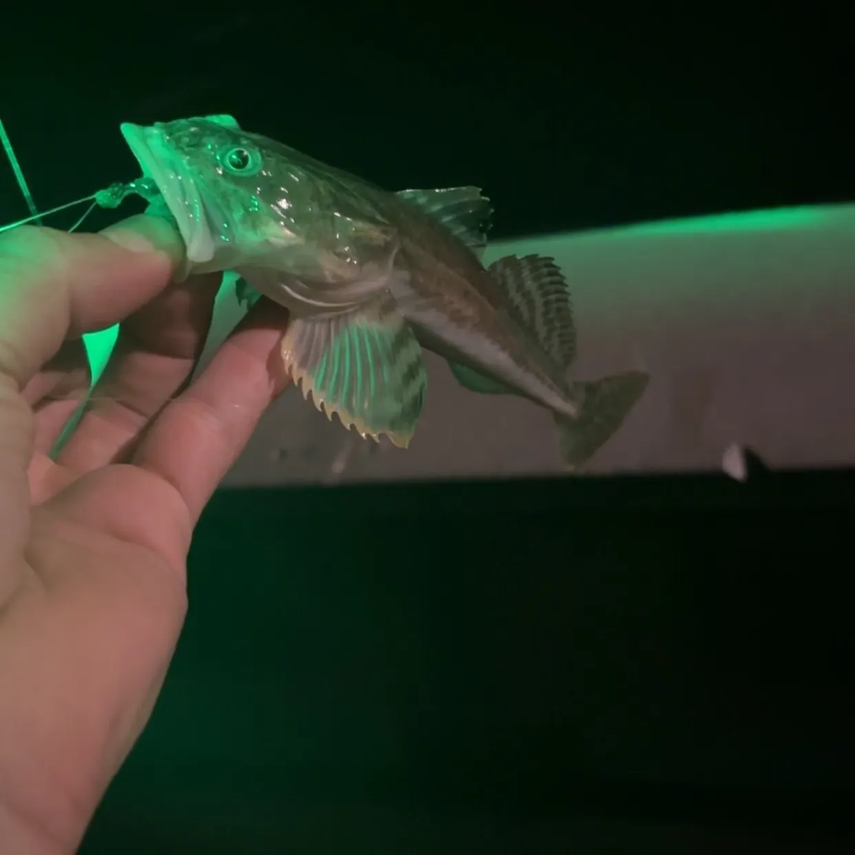 The most recent Shorthorn sculpin catches on Fishbrain