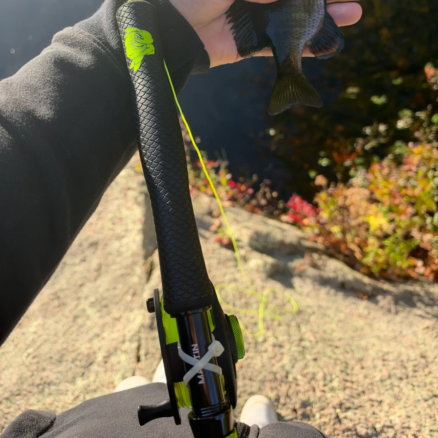 Bluegill caught on Fishbrain