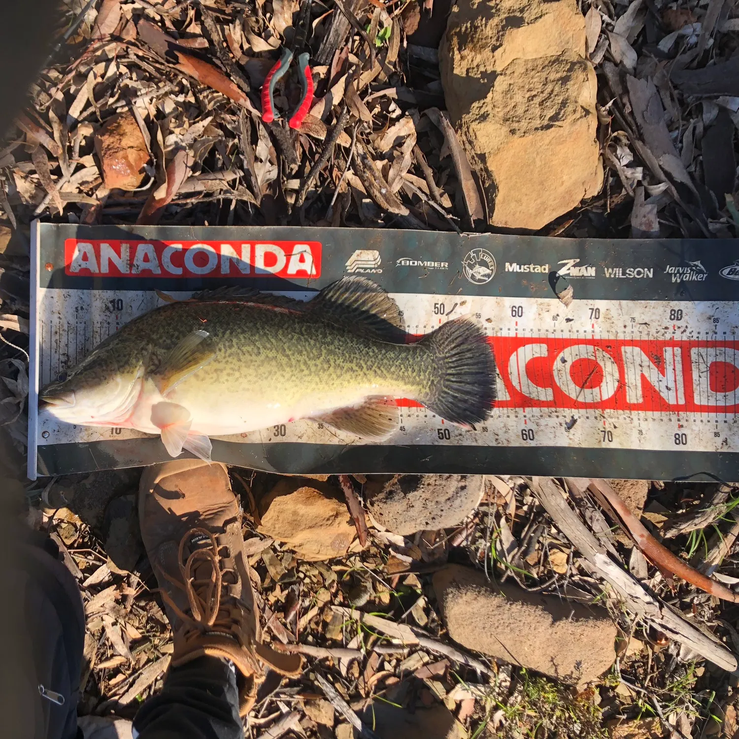 The most recent Murray cod catches on Fishbrain