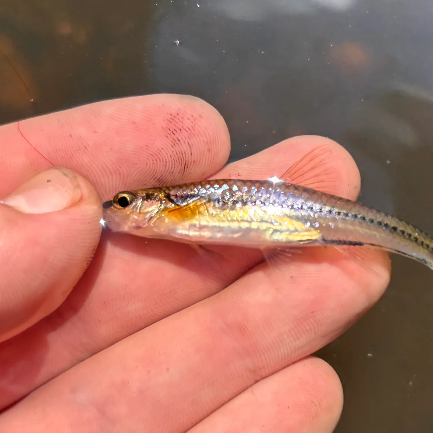 Swallowtail shiner caught on Fishbrain