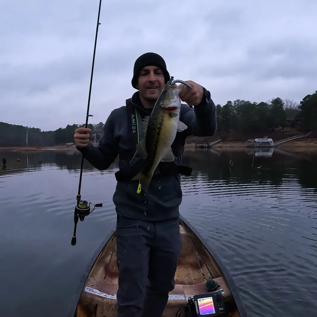 The most recent Spotted bass catches on Fishbrain