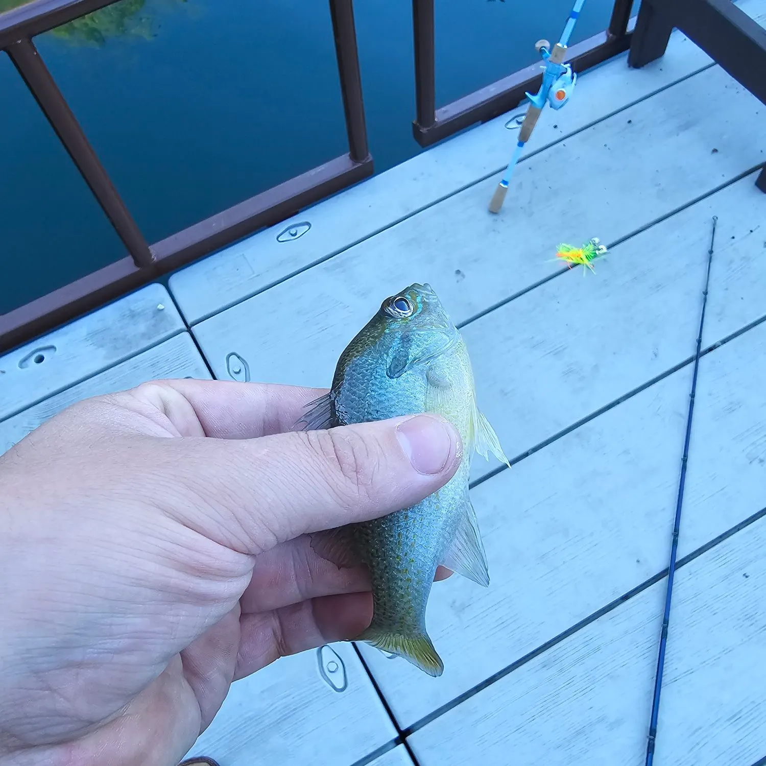 Green sunfish caught on Fishbrain