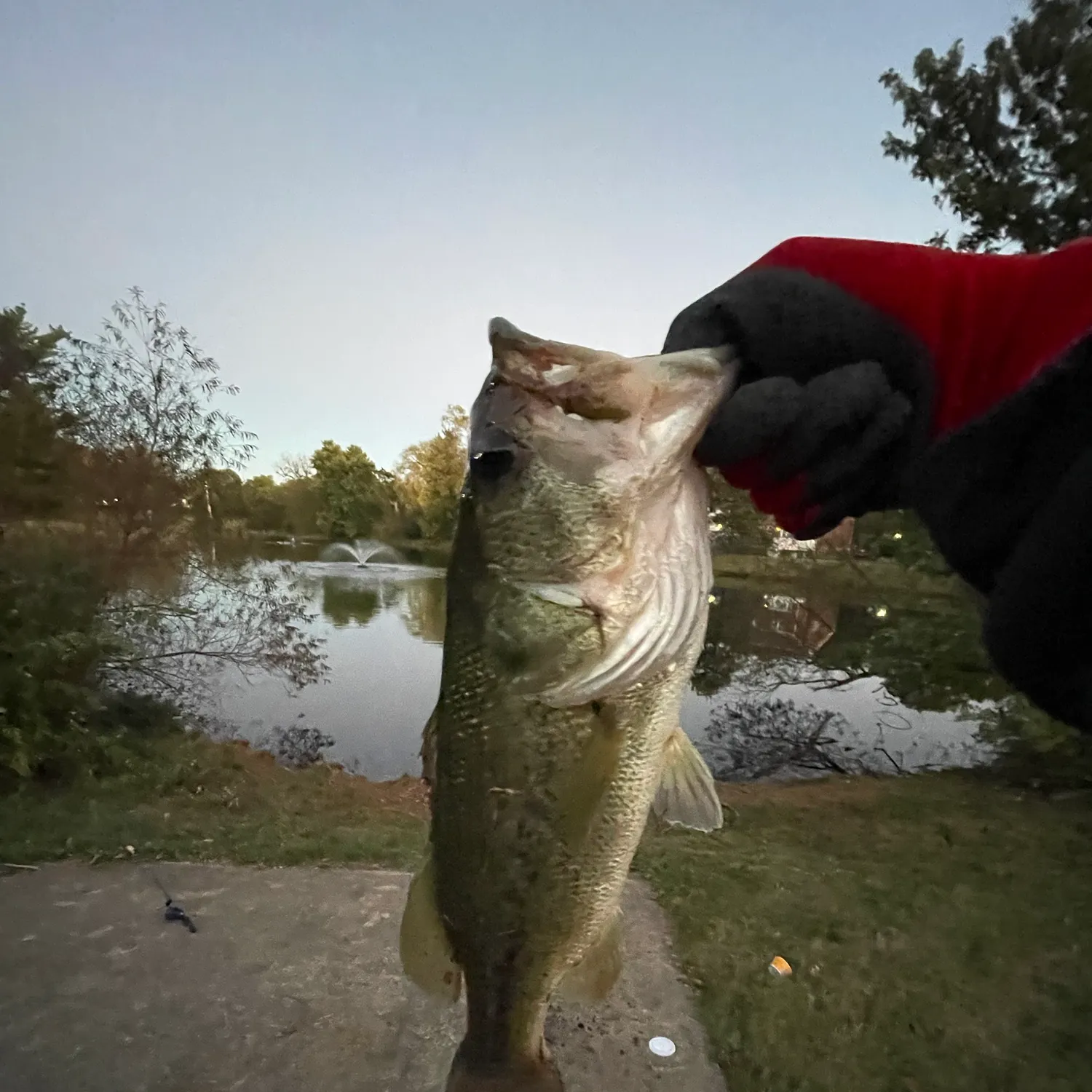 Largemouth bass caught on Fishbrain