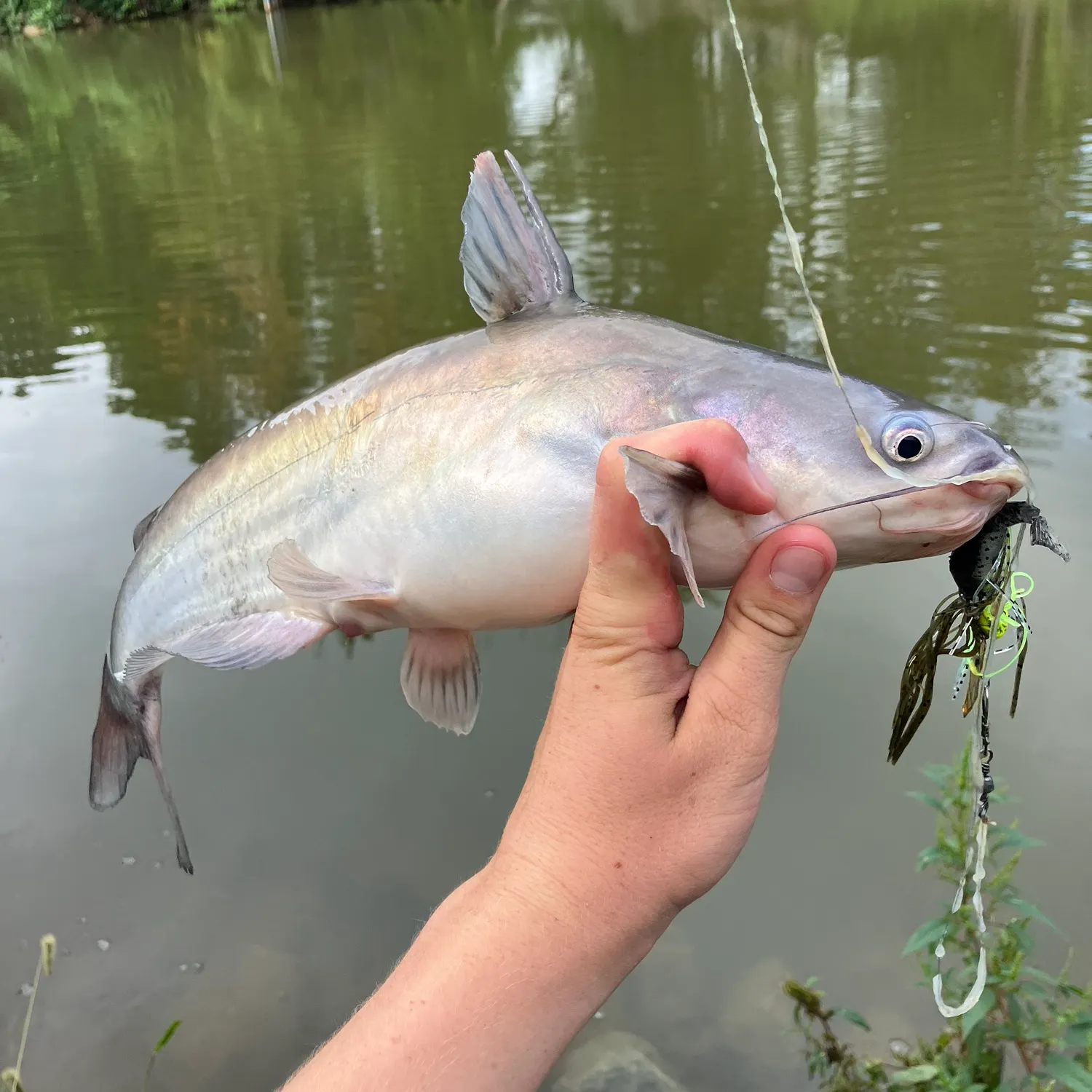 Blue catfish caught on Fishbrain
