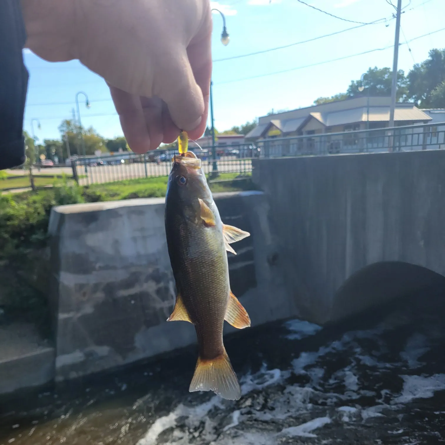 Smallmouth bass caught on Fishbrain