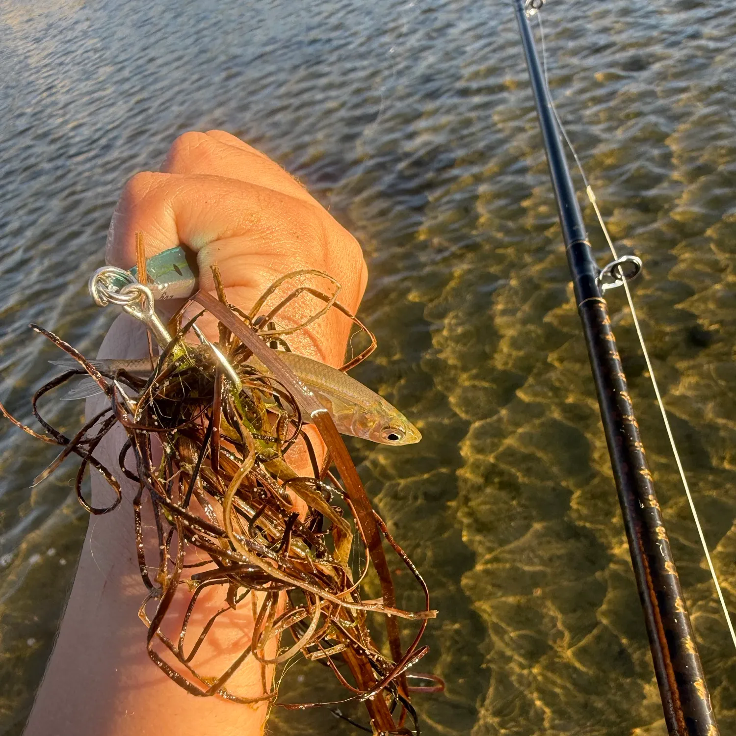 The most recent Topsmelt silverside catches on Fishbrain