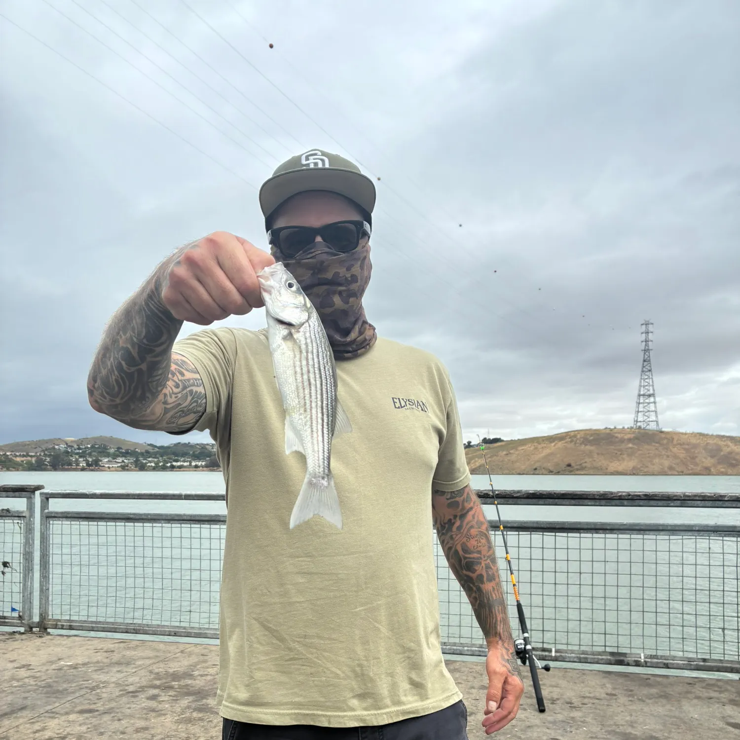 Striped bass caught on Fishbrain