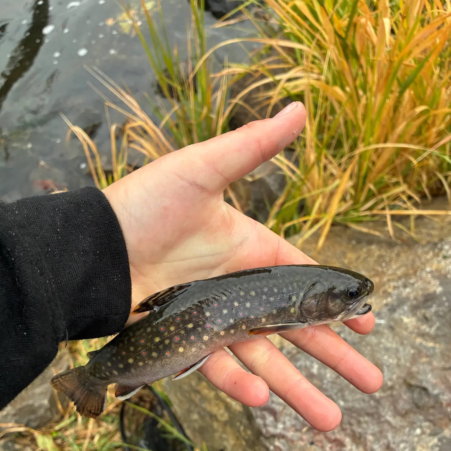 Brook trout caught on Fishbrain