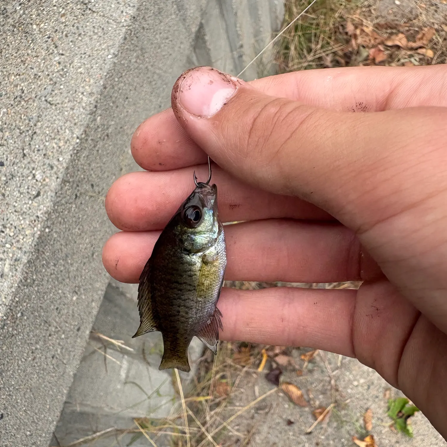 Bluegill caught on Fishbrain