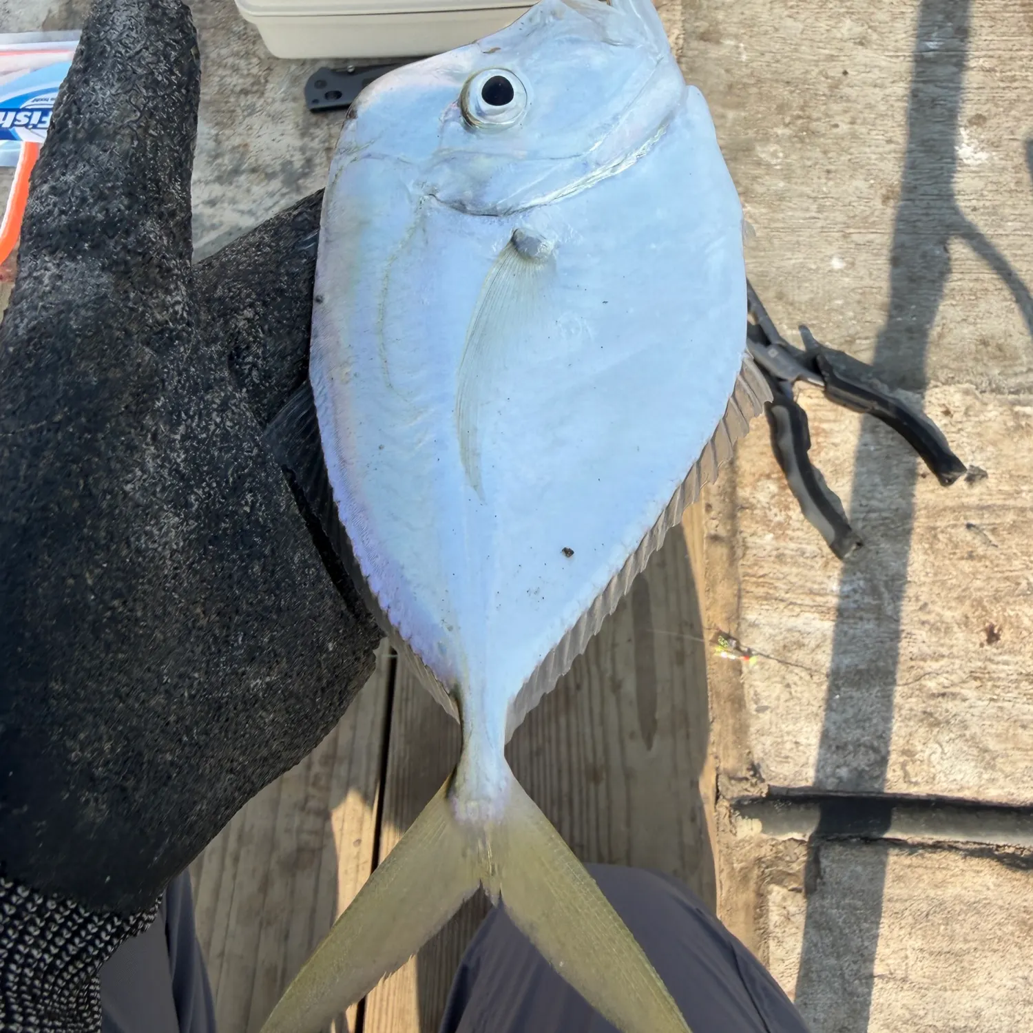 The most recent Atlantic moonfish catches on Fishbrain