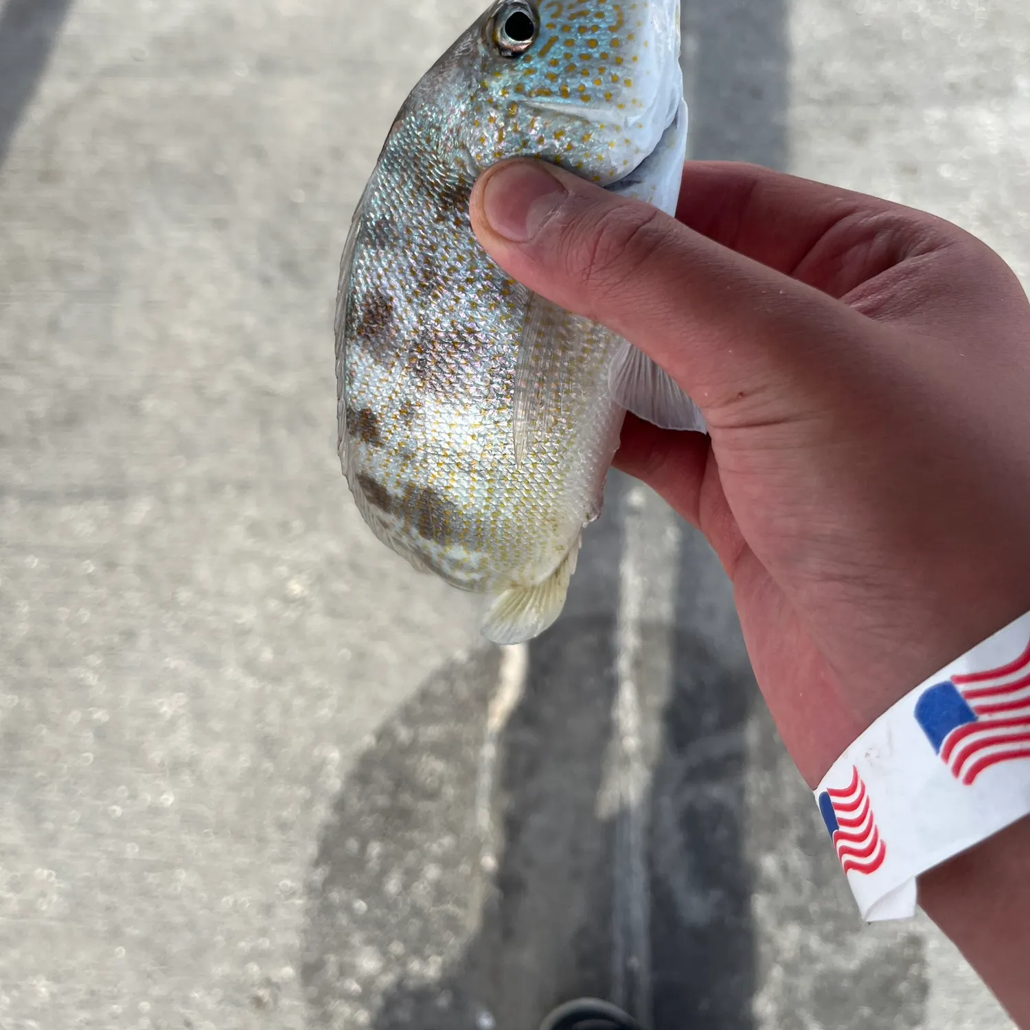 The most recent Pigfish catches on Fishbrain