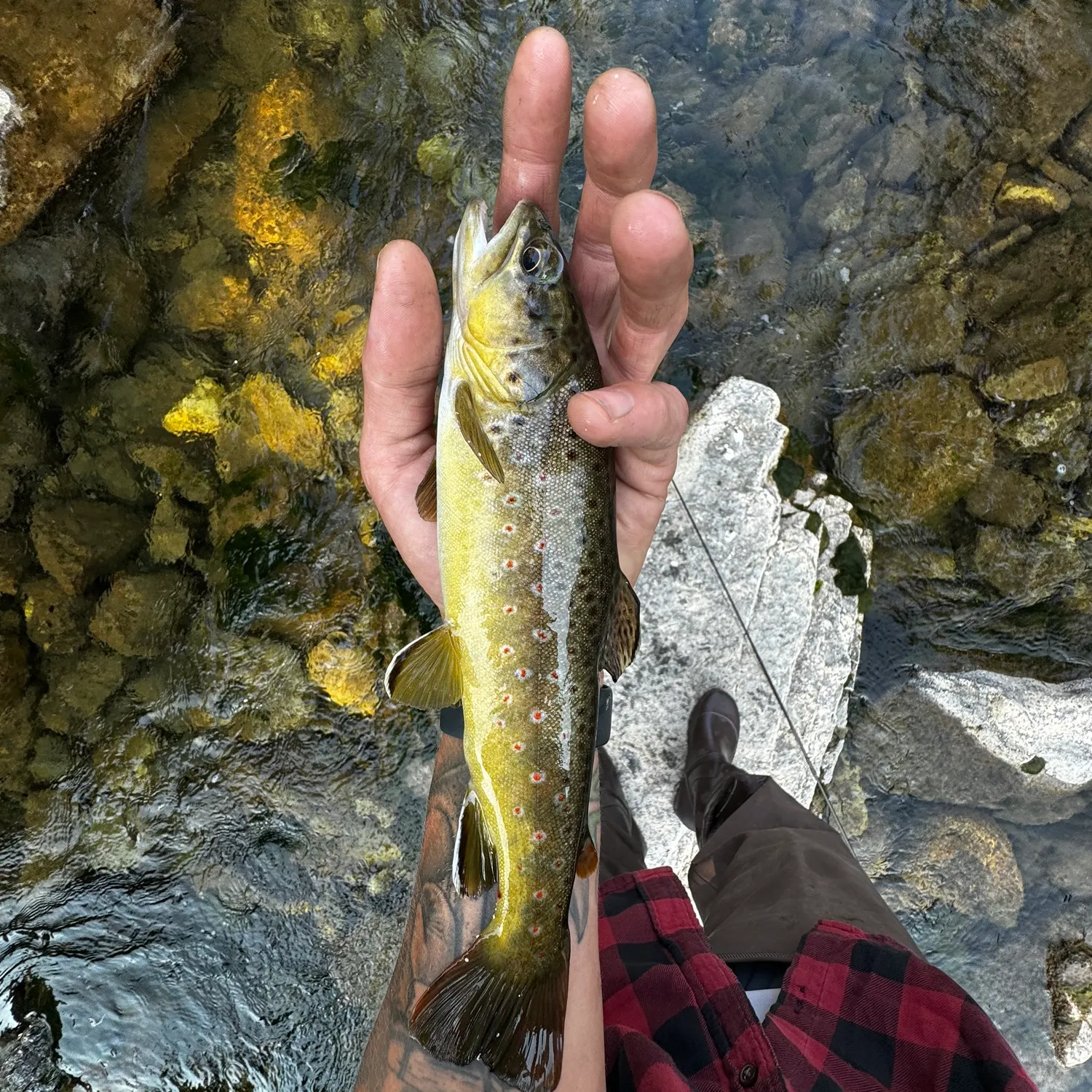 recently logged catches