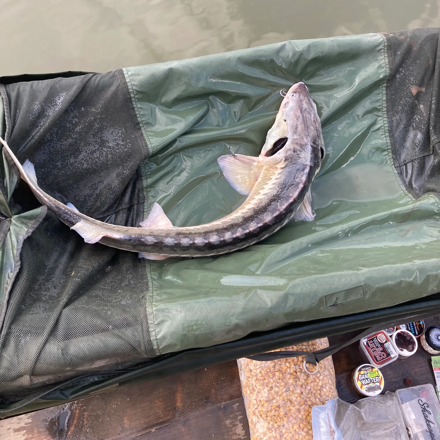 The most recent European sturgeon catches on Fishbrain