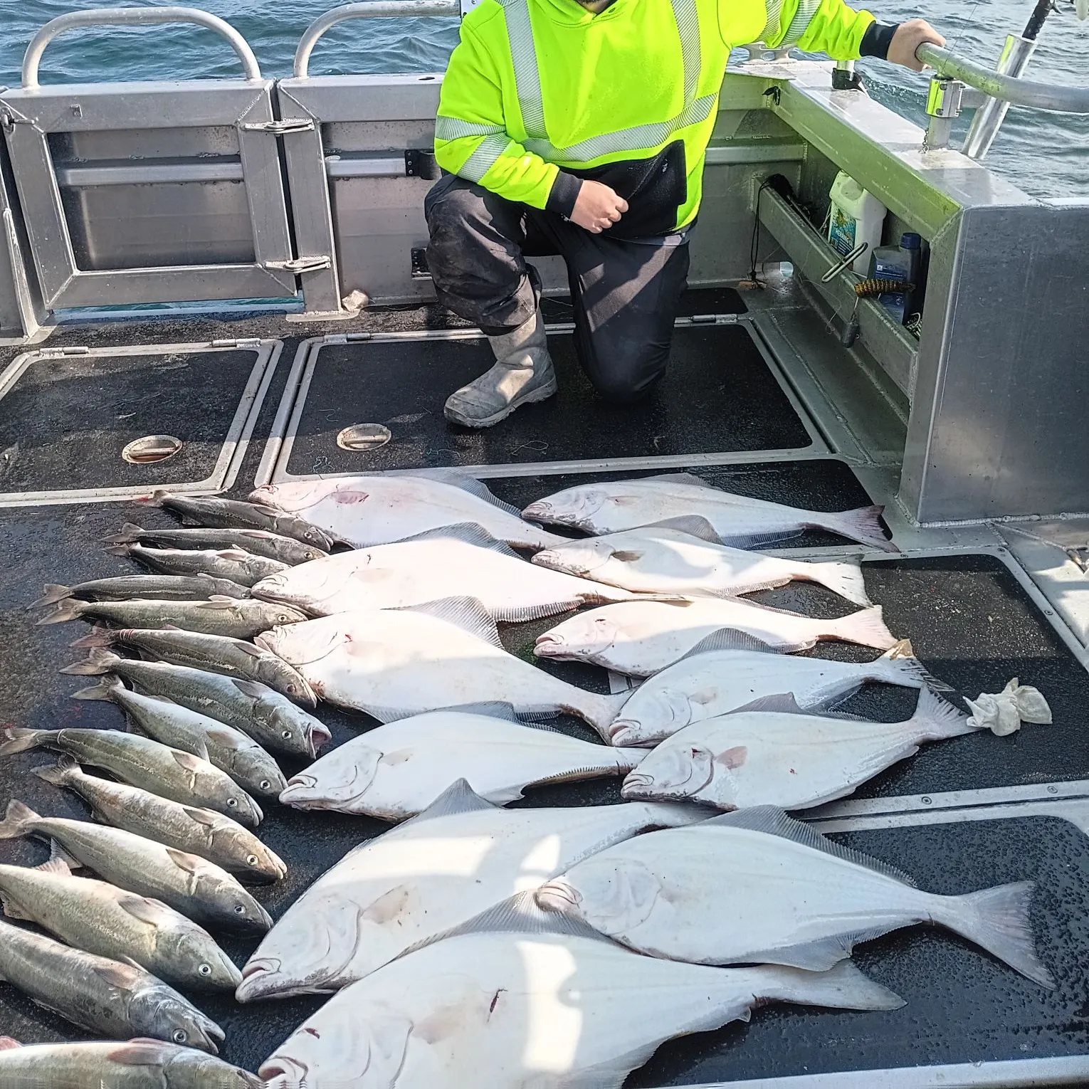 The most recent Sablefish catches on Fishbrain