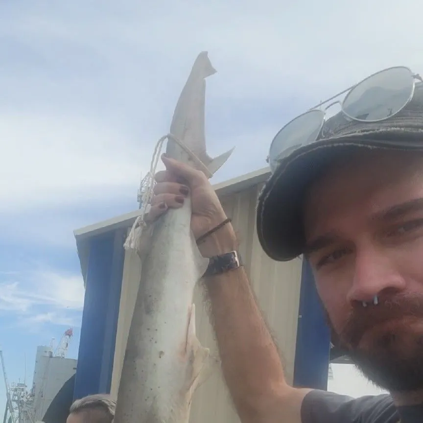 most liked catch image