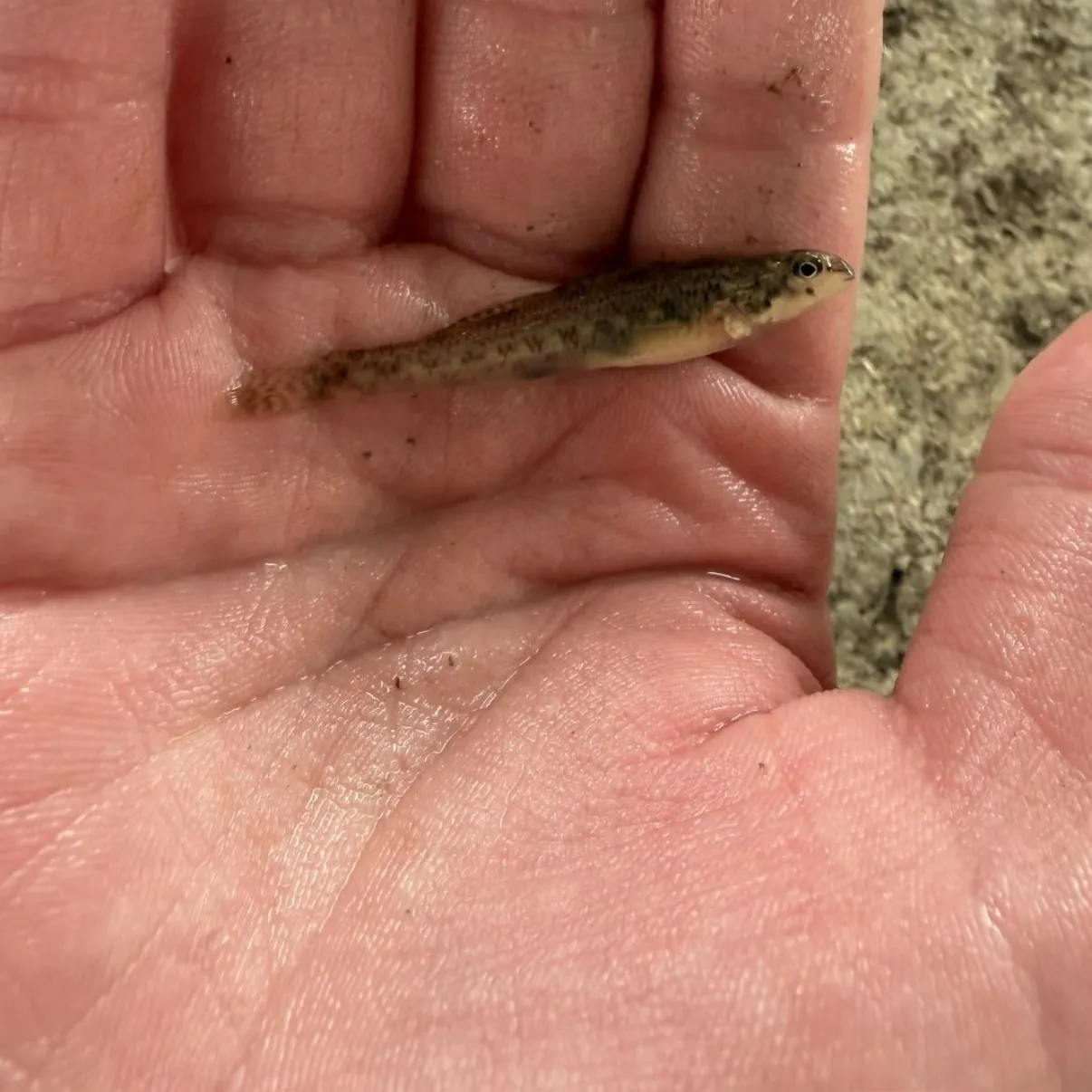 The most recent Rainbow darter catches on Fishbrain