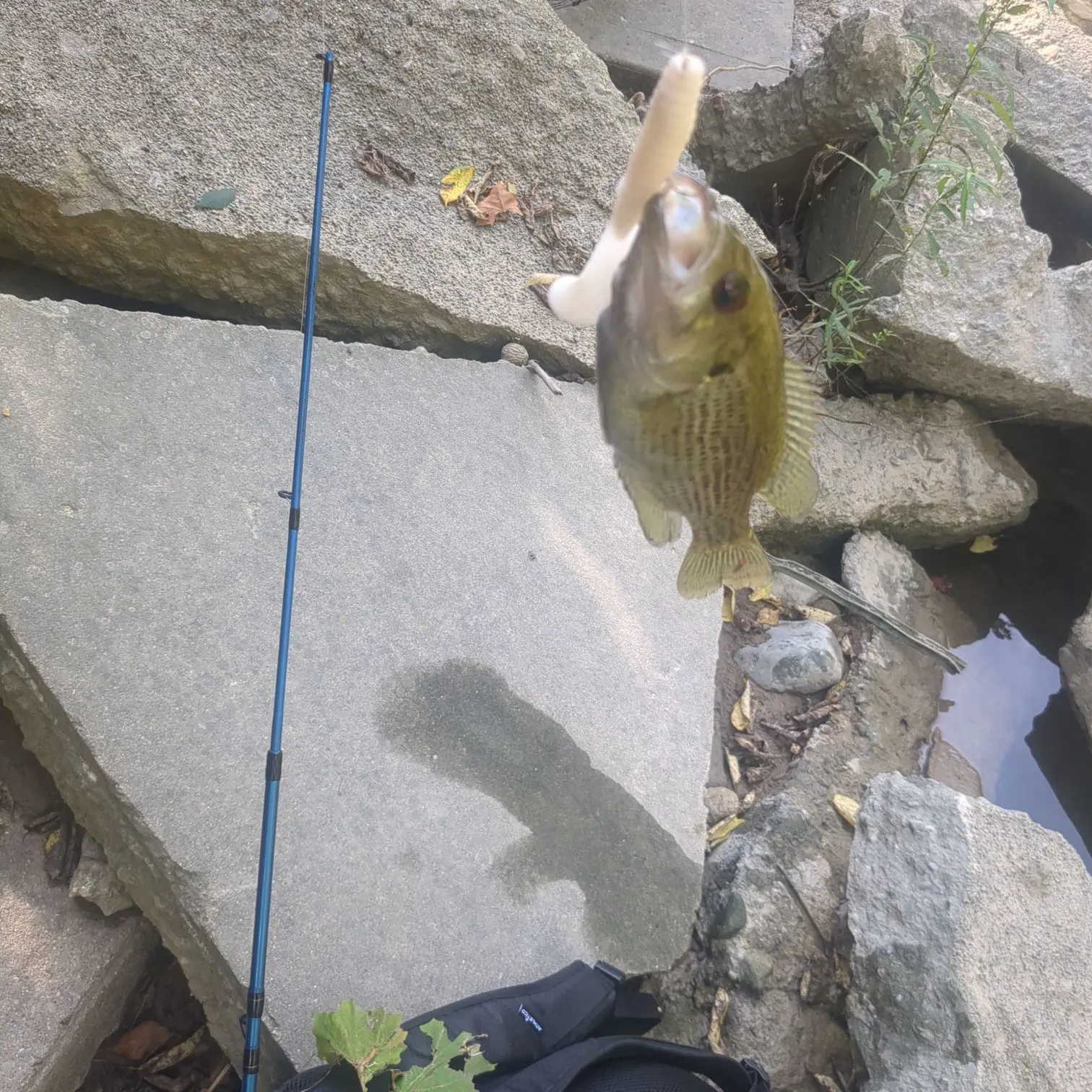 Rock bass caught on Fishbrain
