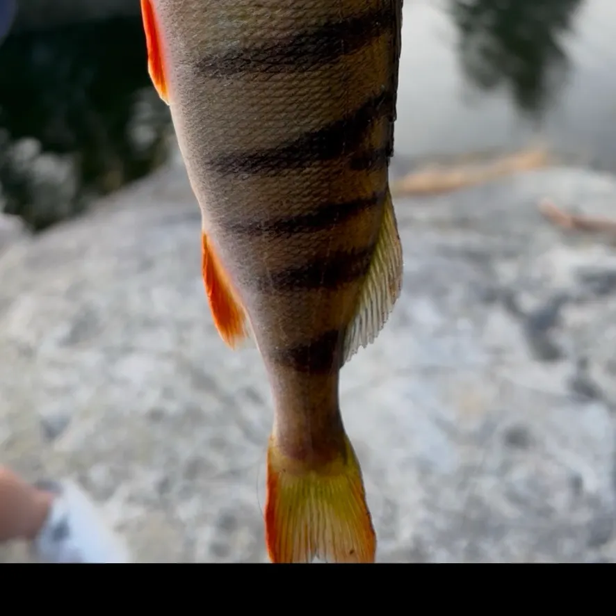 European perch caught on Fishbrain