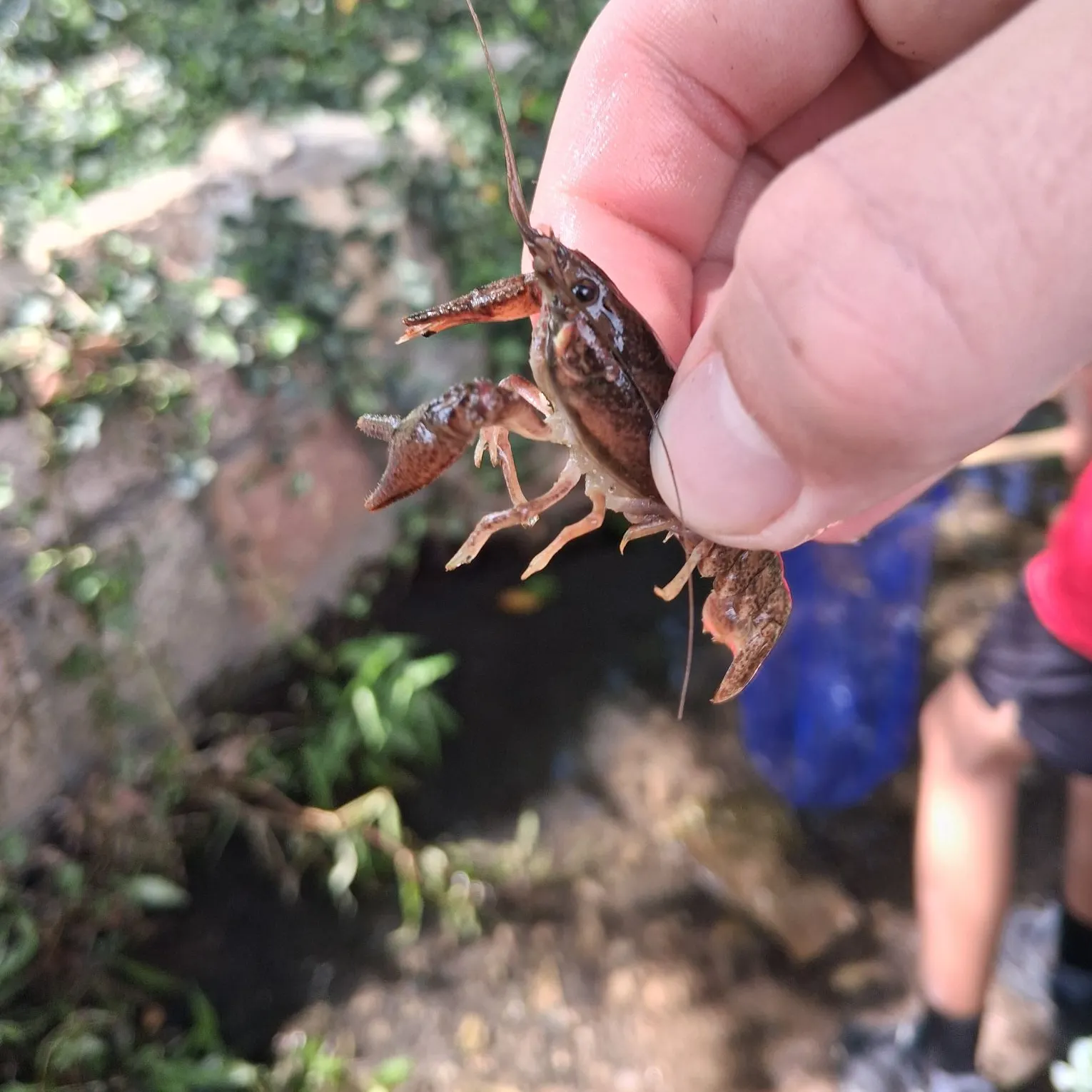 The most recent Calico crayfish catches on Fishbrain