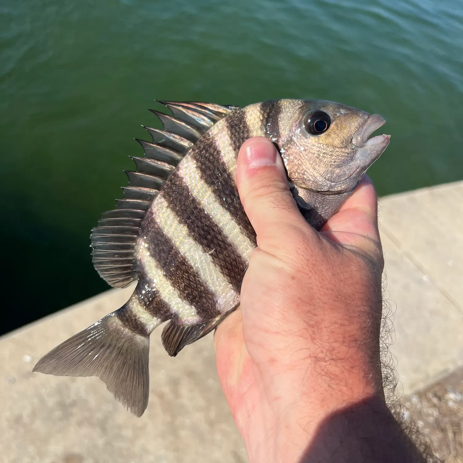 The most recent Sheepshead catches on Fishbrain