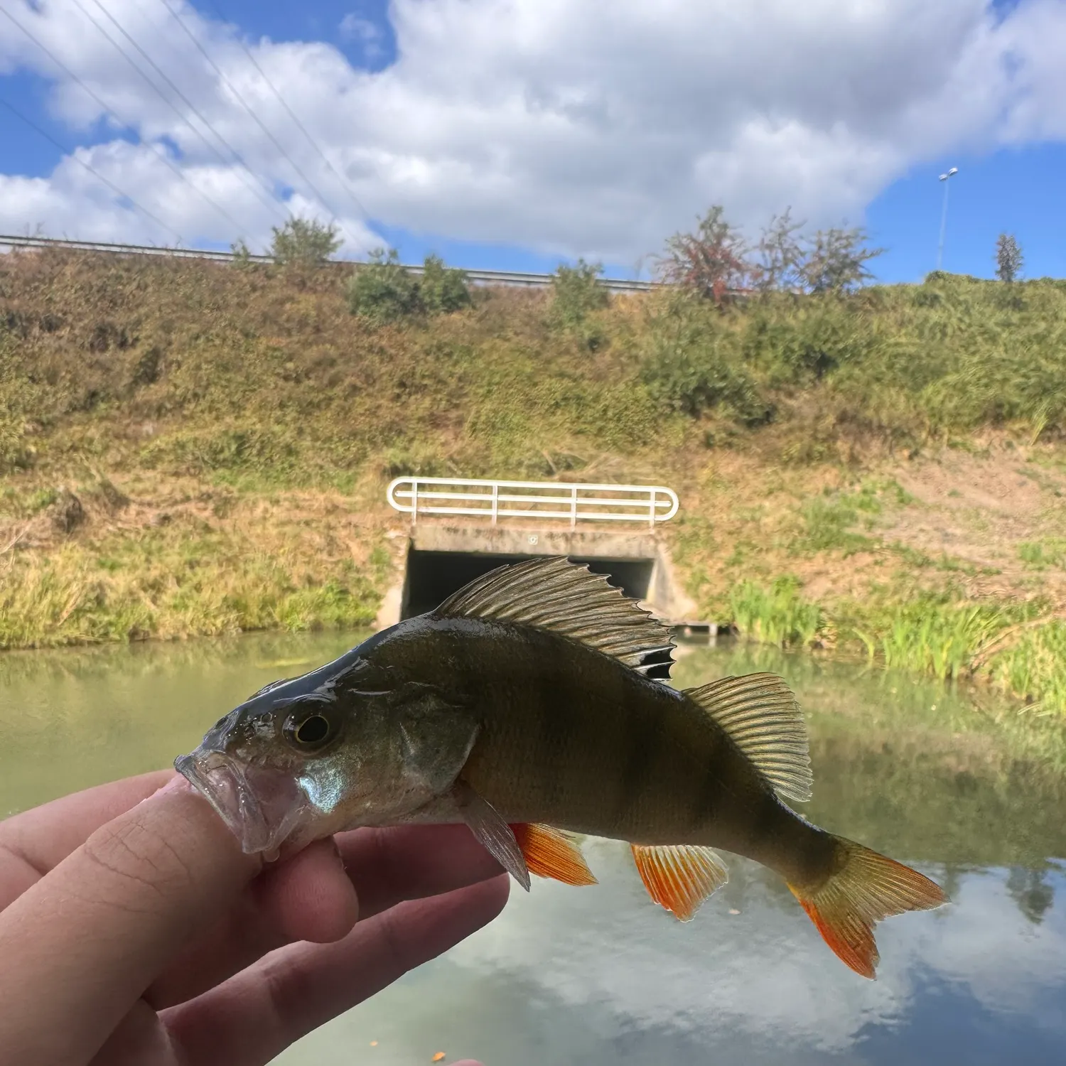 European perch caught on Fishbrain