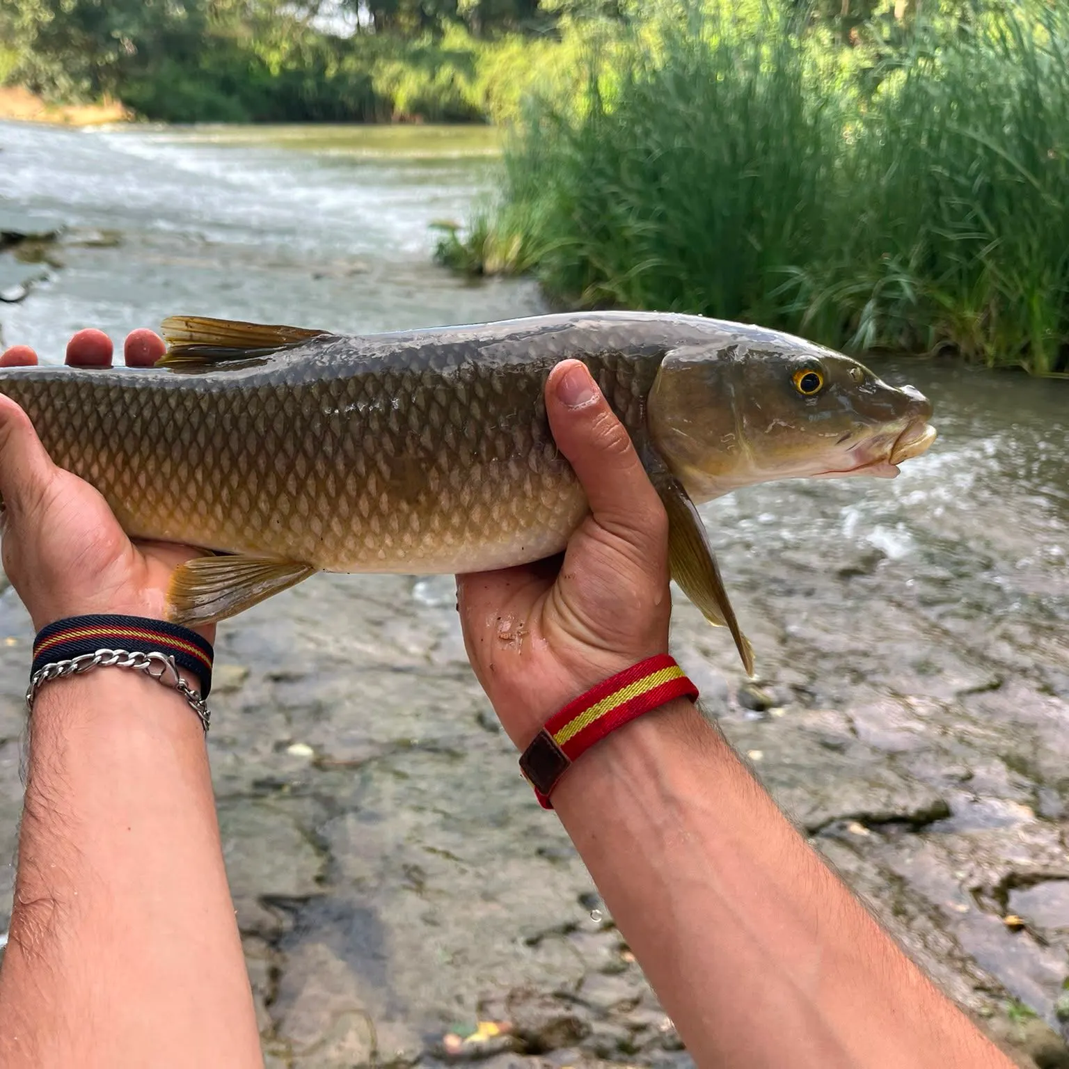 The most recent Northern barbel catches on Fishbrain