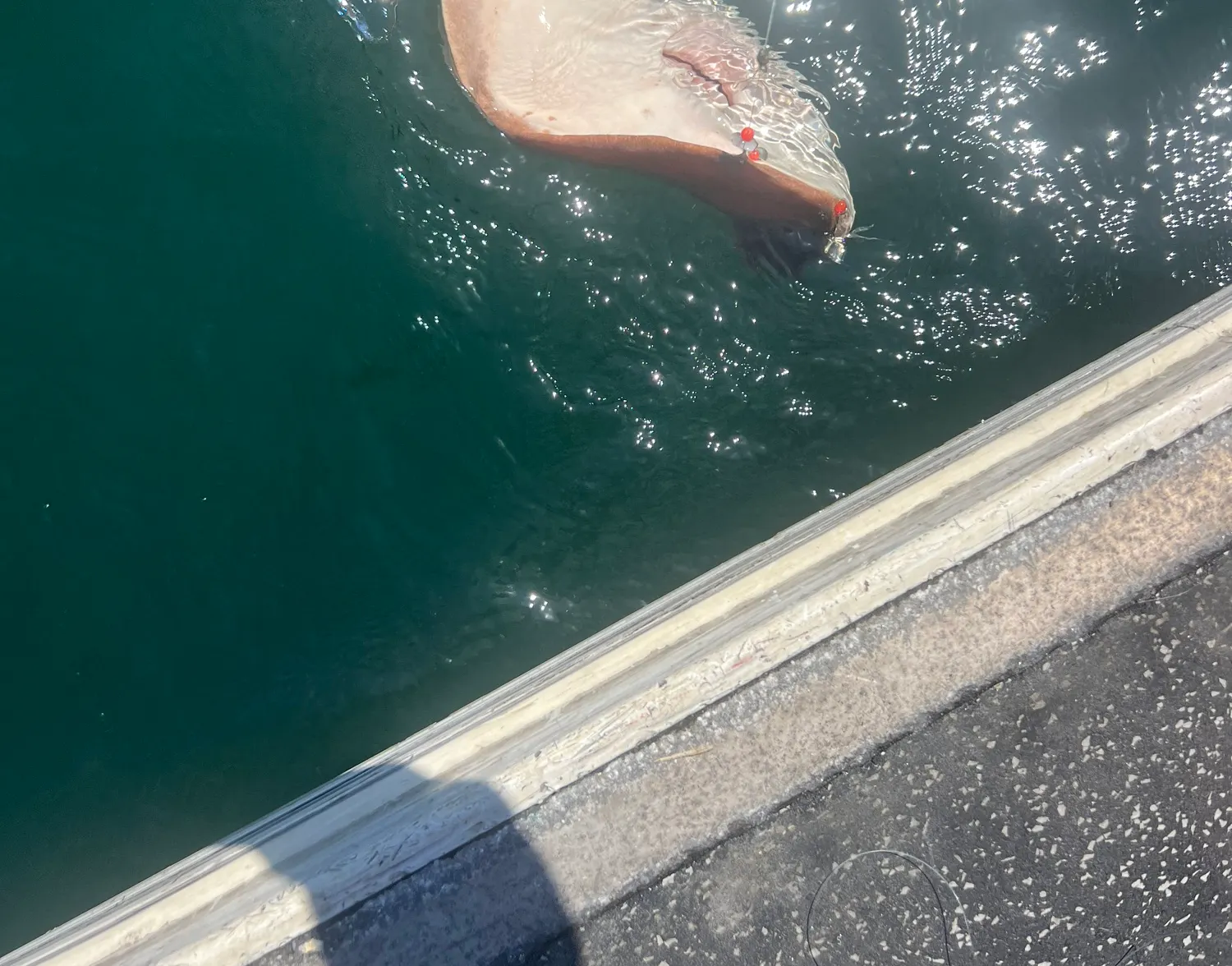 Thorntail stingray