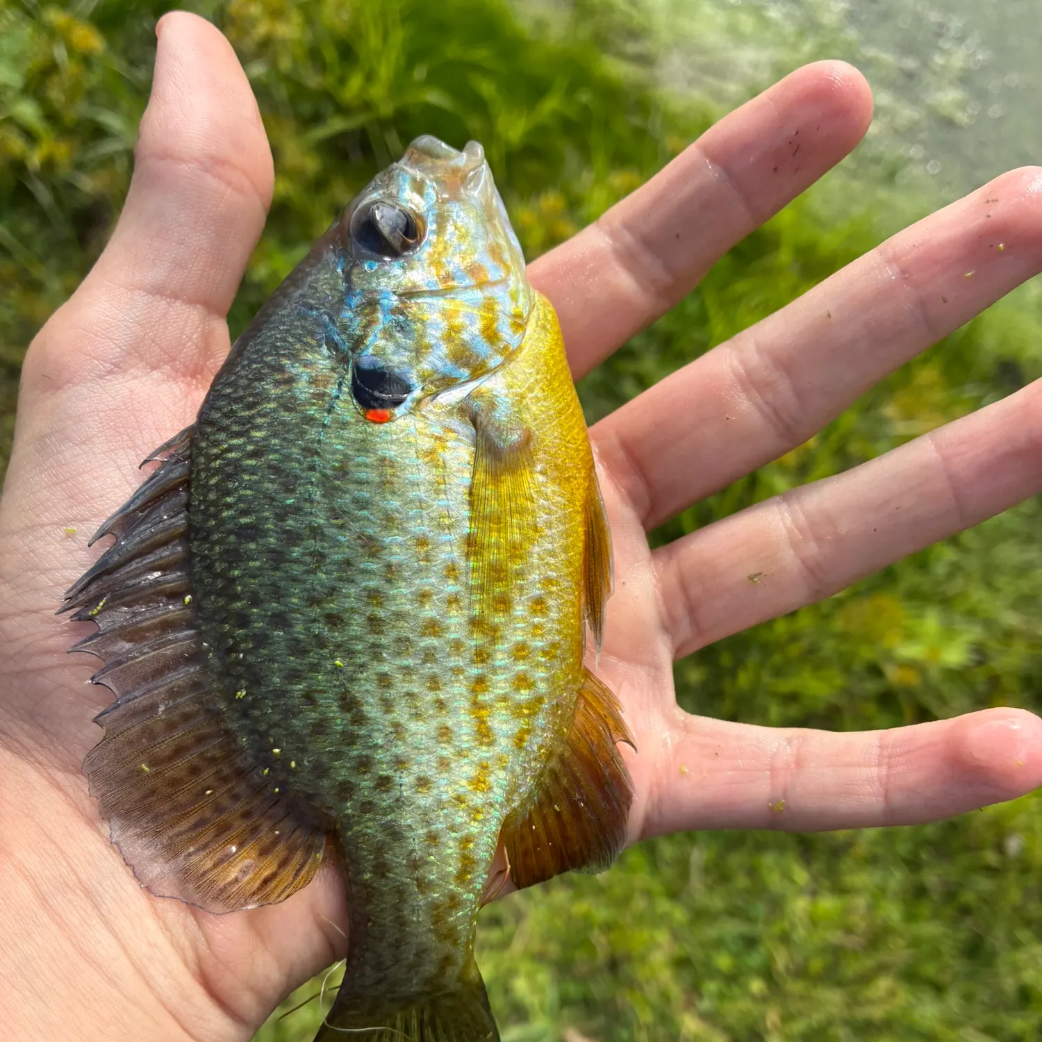 Green sunfish caught on Fishbrain