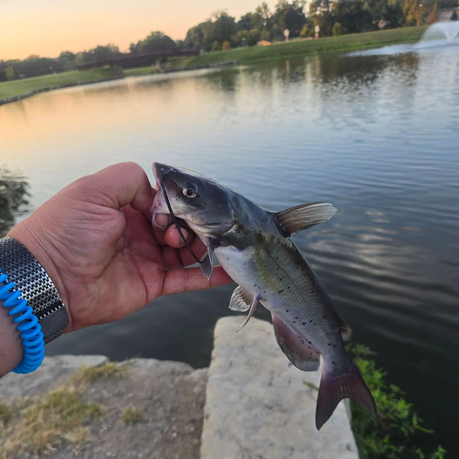 catch