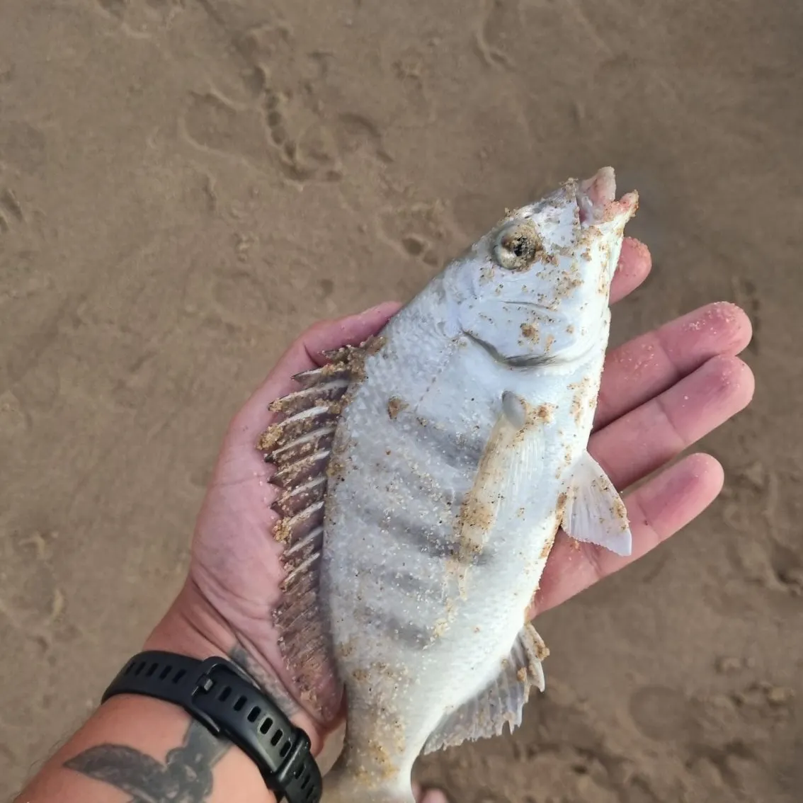 The most popular recent White steenbras catch on Fishbrain