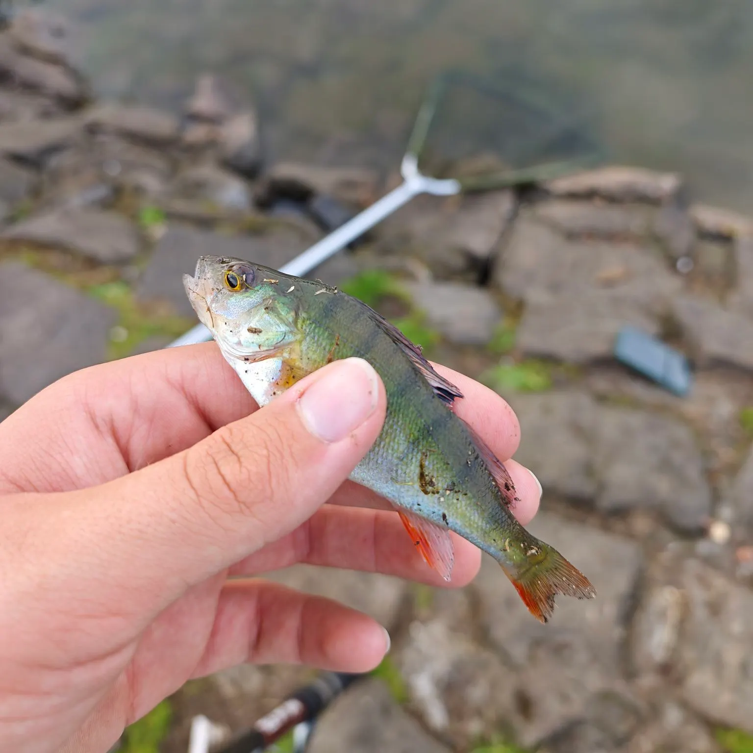 European perch caught on Fishbrain