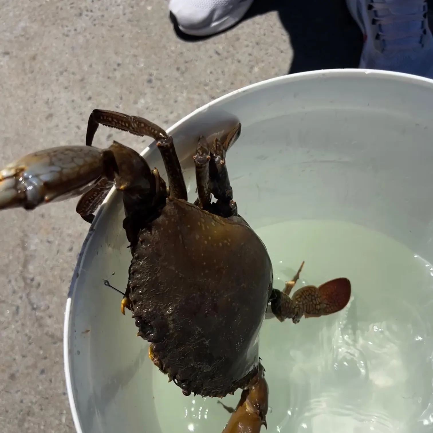 The most recent Giant mud crab catches on Fishbrain