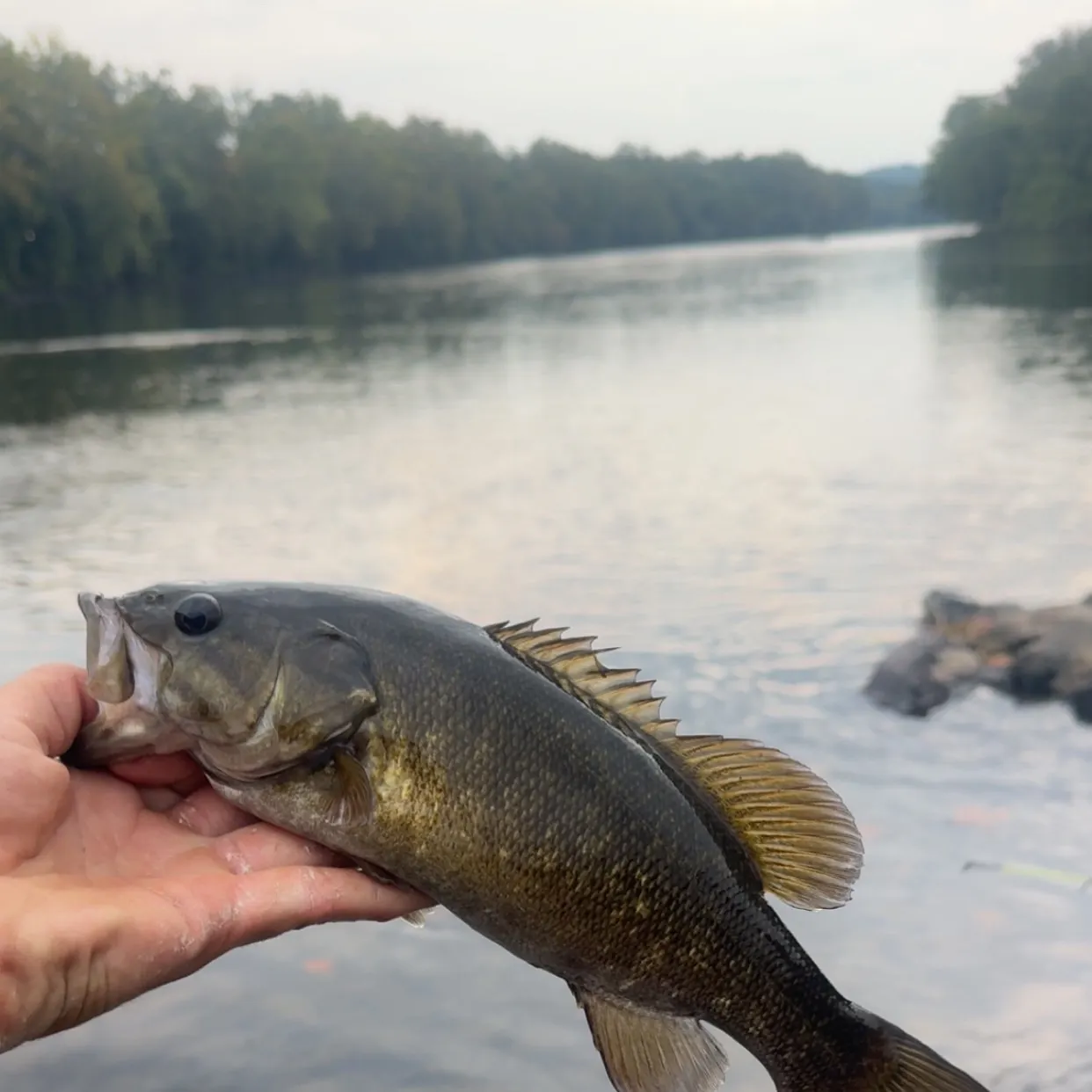 Smallmouth bass caught on Fishbrain