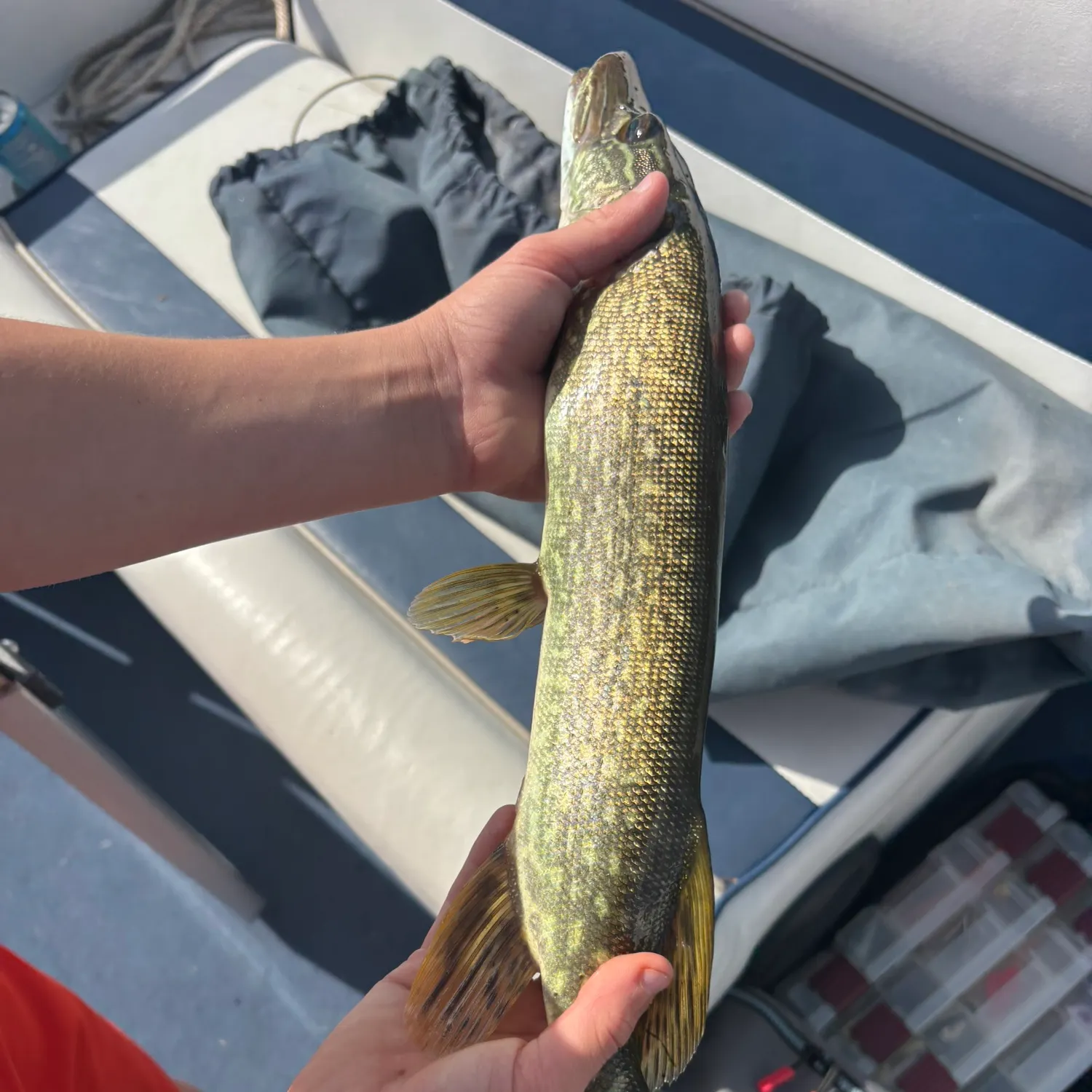 Northern pike caught on Fishbrain