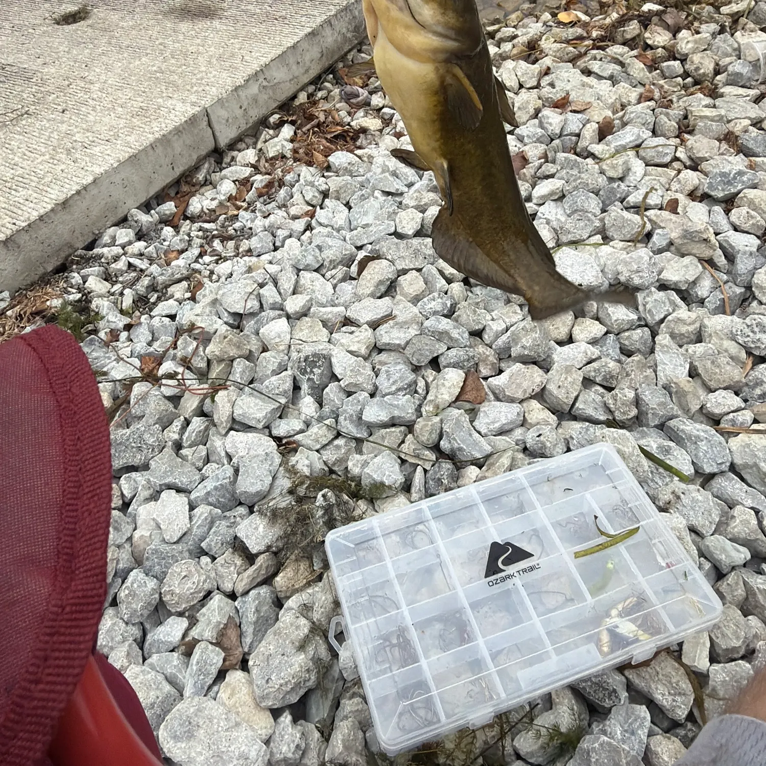 Black bullhead caught on Fishbrain