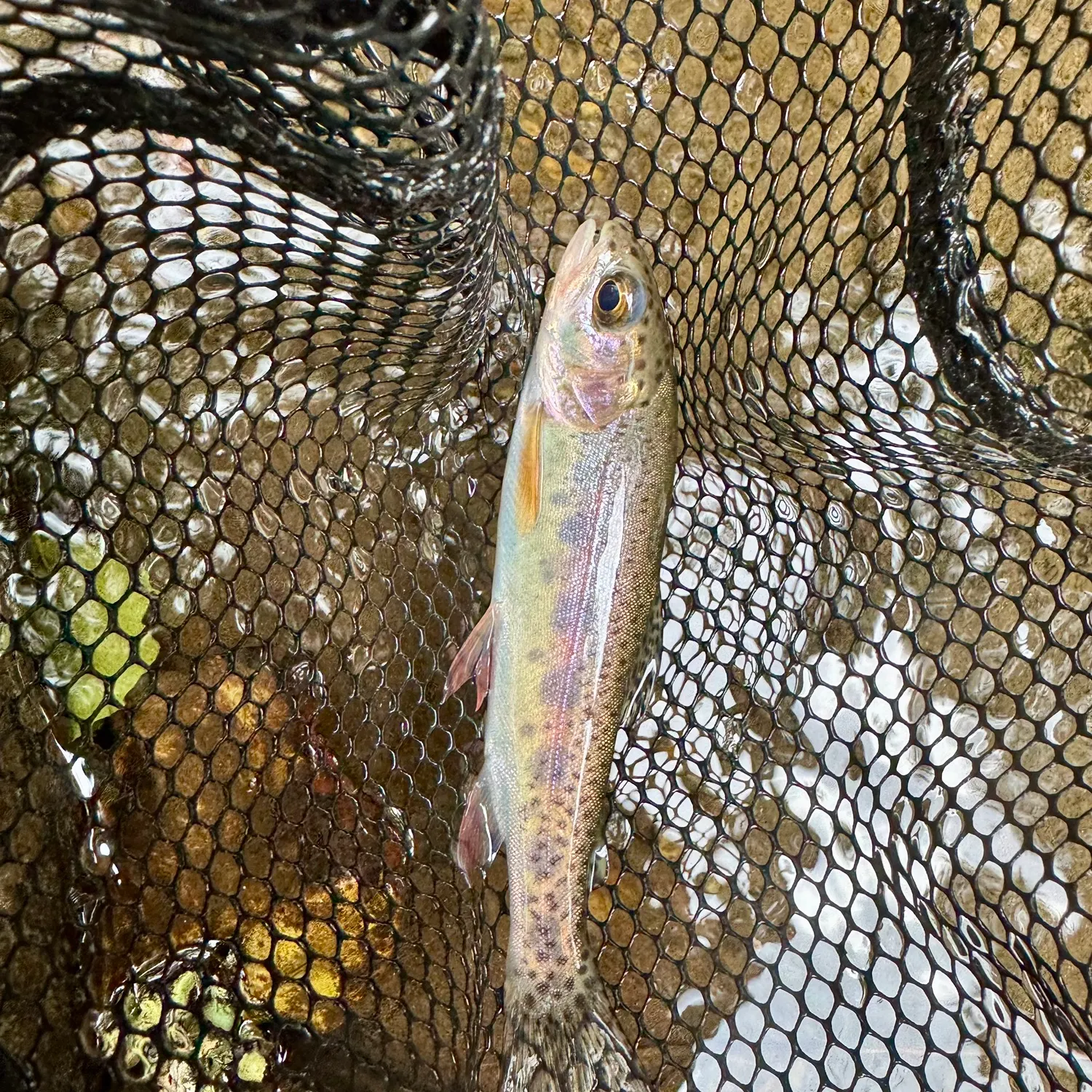 Rainbow trout caught on Fishbrain