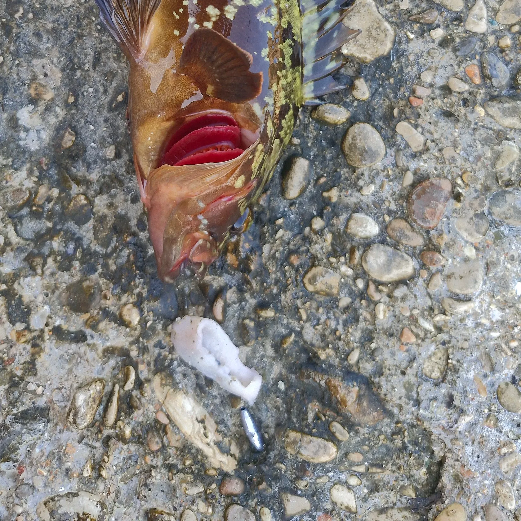 The most recent Dusky grouper catches on Fishbrain