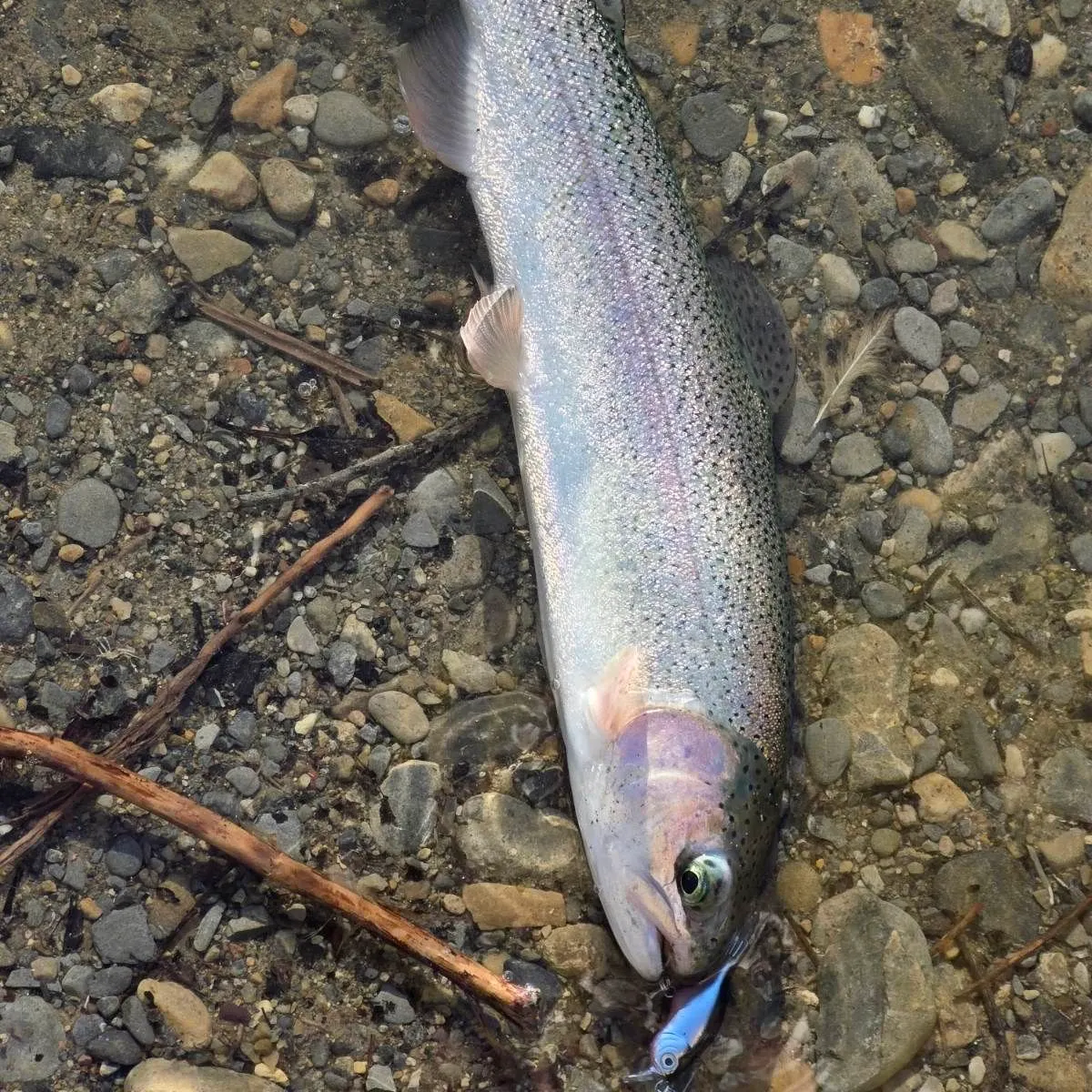 Rainbow trout caught on Fishbrain