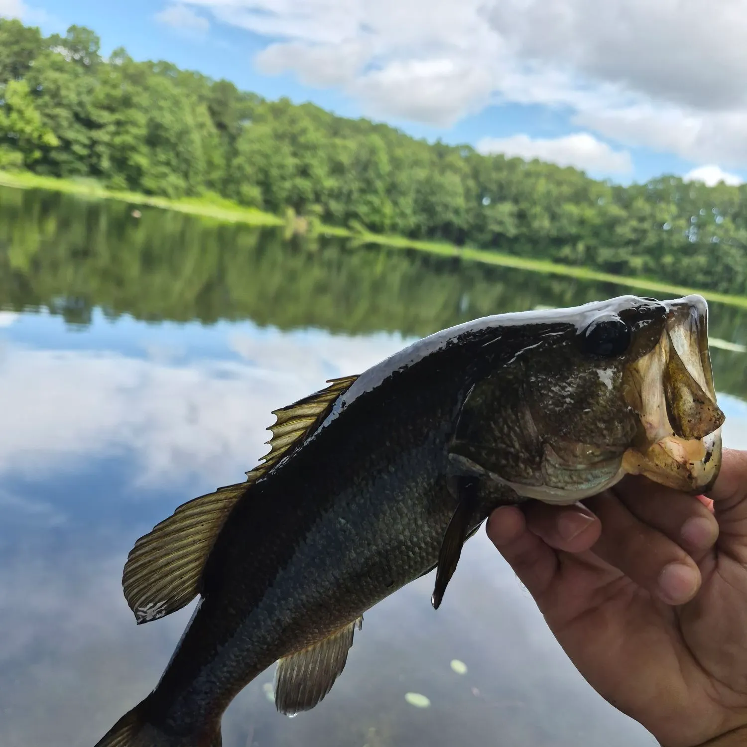 Largemouth bass caught on Fishbrain