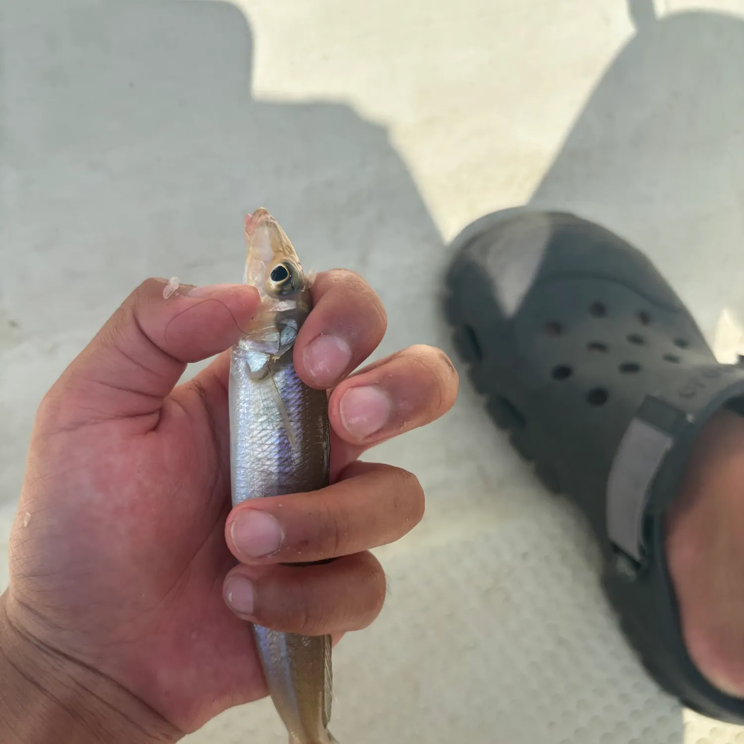 The most recent Japanese whiting catches on Fishbrain