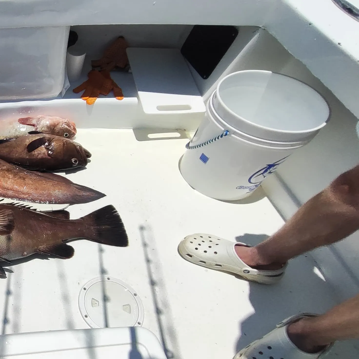 The most recent Snowy grouper catches on Fishbrain