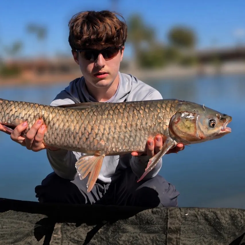 Grass carp caught on Fishbrain