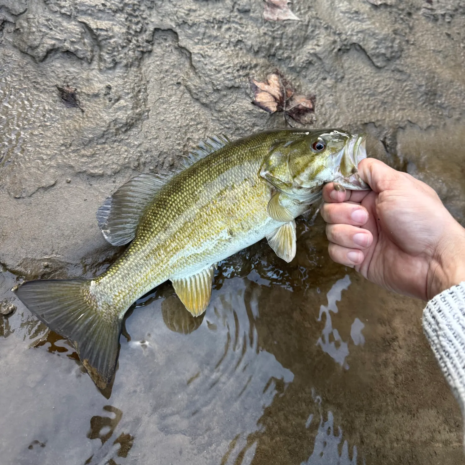 Smallmouth bass caught on Fishbrain
